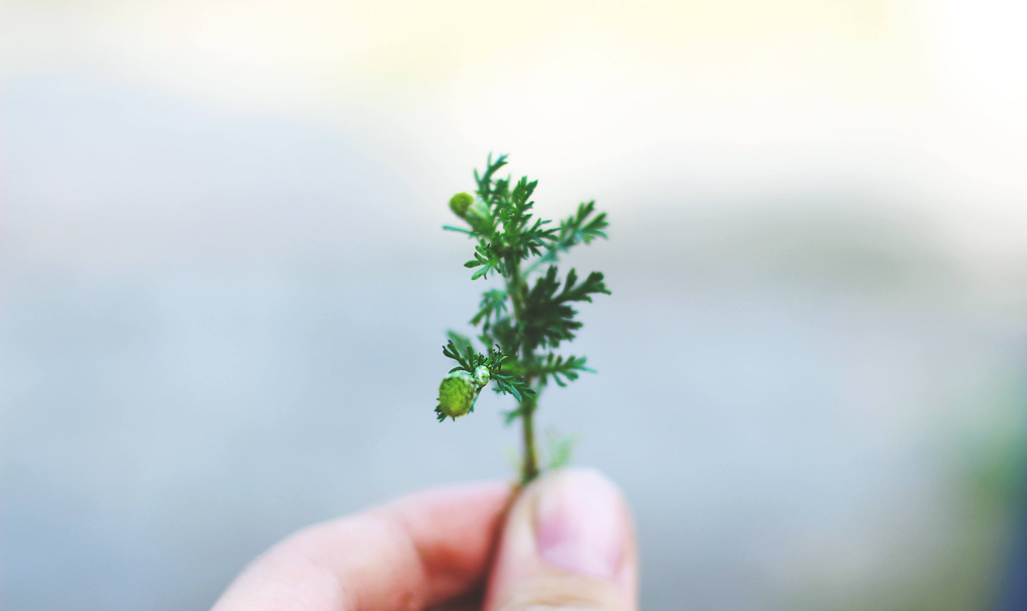 How to Use Hemp Oil: Everything You Need to Know
